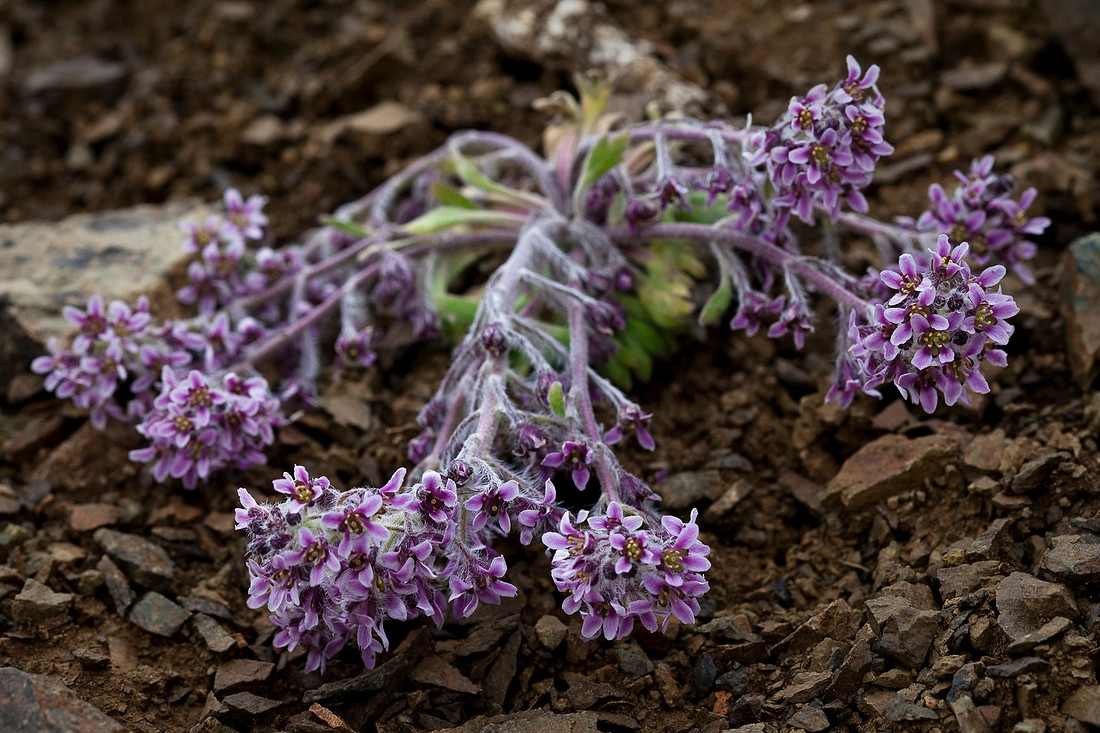 False Candytuft - Smelowskia borealis