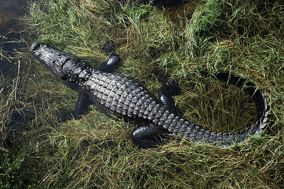Gator Bed