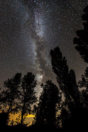 Milky Way Through the Trees