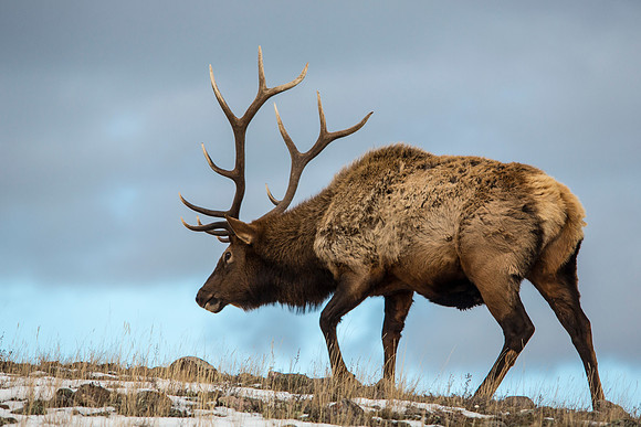 Bull Elk on a Ridge