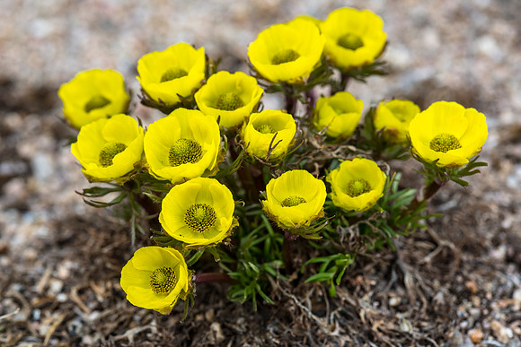 Snow Buttercup - Ranunculus adoneus
