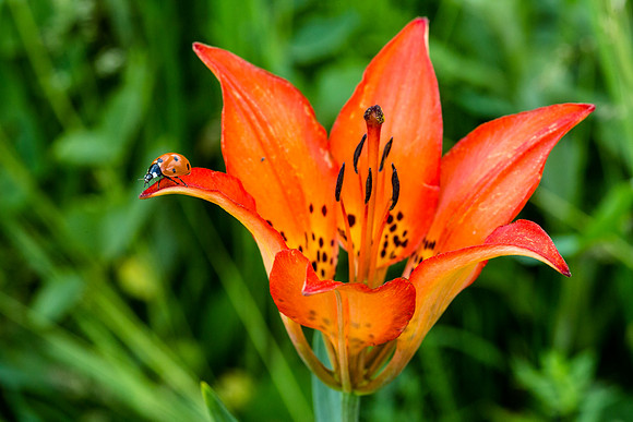 Wood Lily with Lady Bug - Lilium philadelphicum