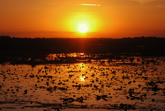 Paynes Prarie