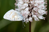 Butterfly on Bistort