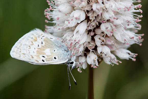 Butterfly on Bistort
