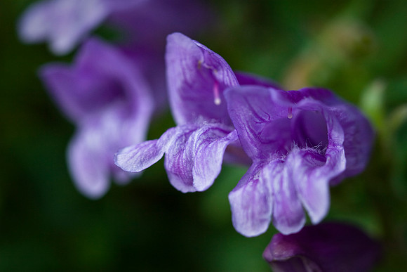 Fuzzy Tongued Penstemon
