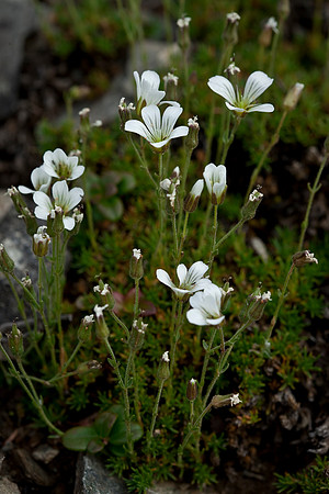 Tall Sandwort - Arenaria capillaris