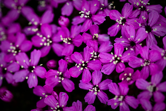 Moss Campion
