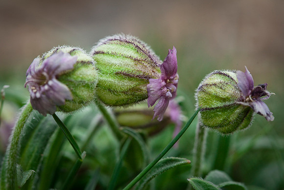 Bladder Campion - Silene uralensis ssp. uralensis