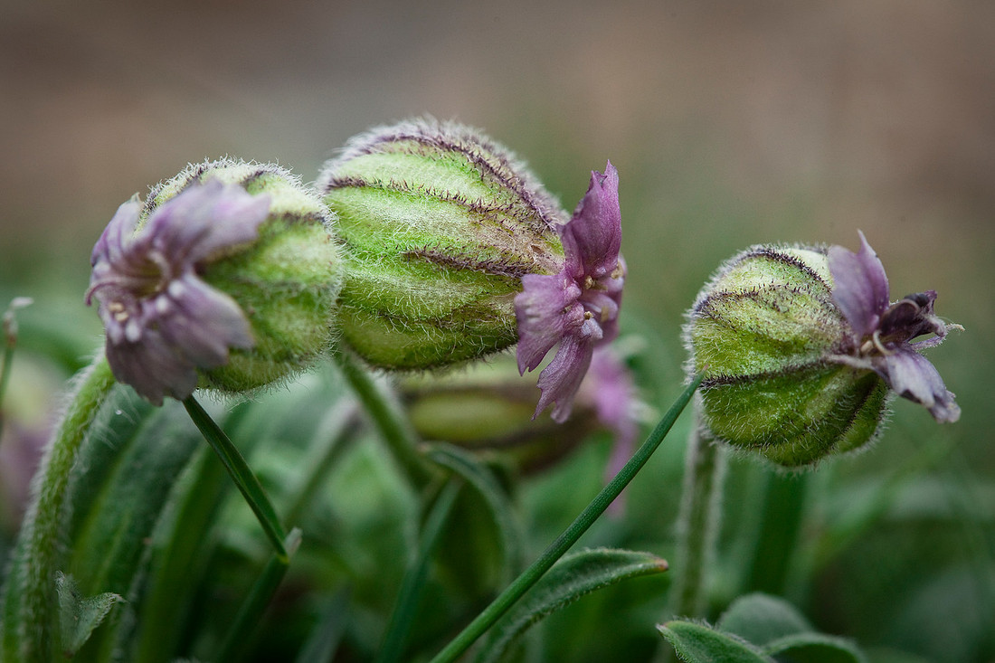 Bladder Campion - Silene uralensis ssp. uralensis