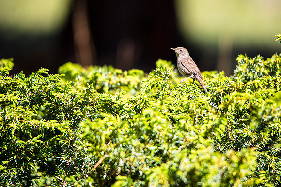 House Wren - Troglodytes aedon
