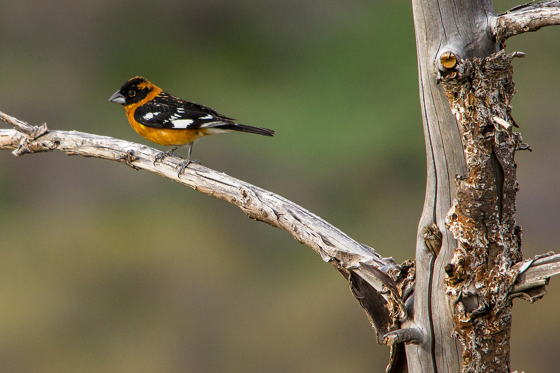Black-headed Grosbeak