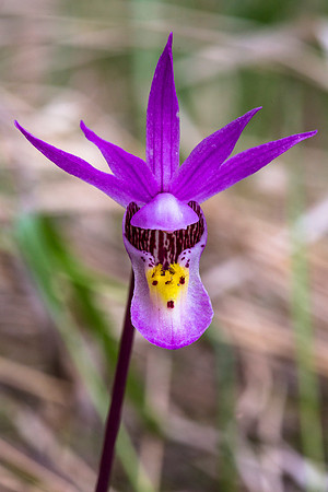 Calypso Orchid - Calypso bulbosa