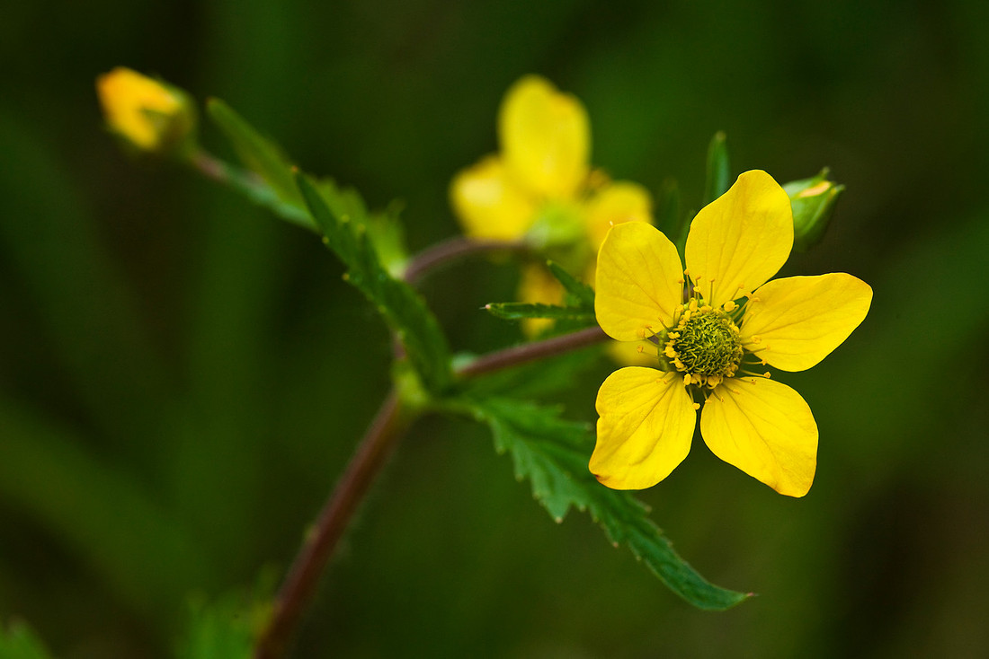 Large-leaf Avens - Geum macrophyllum ssp. perincisum