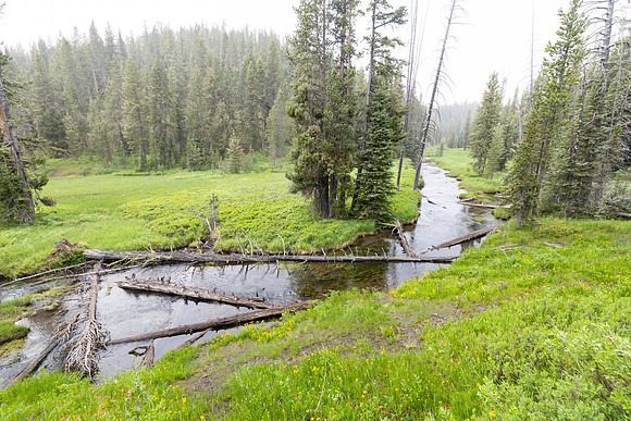Shoshone Creek in a summer snow flurry