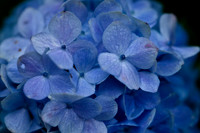 Hydrangea