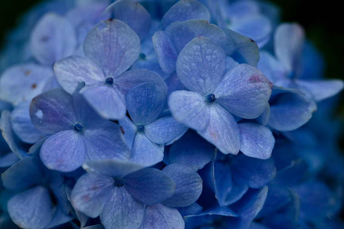 Hydrangea