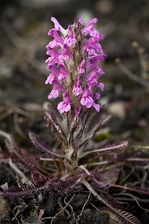 Wooly Lousewort - Pedicularis lanata