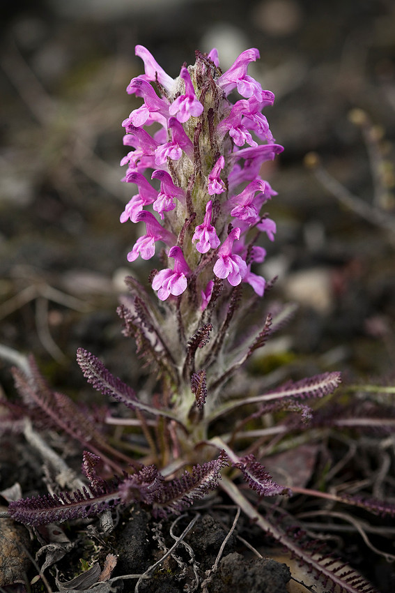 Wooly Lousewort - Pedicularis lanata