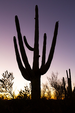 saguaro