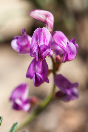 Astragalus sp.