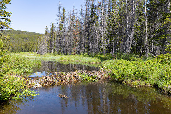Beaver dam along Delacy Creek