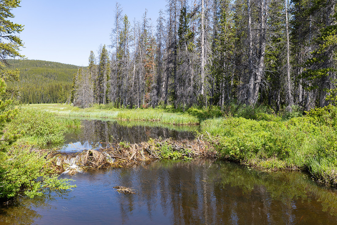 Beaver dam along Delacy Creek