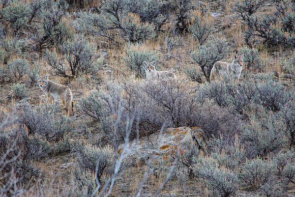 My Favorite Band (of Coyotes)