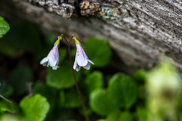 Twin Flower - Linnaea borealis
