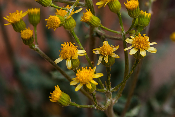 Basin Groundsel - Senecio multilobatus