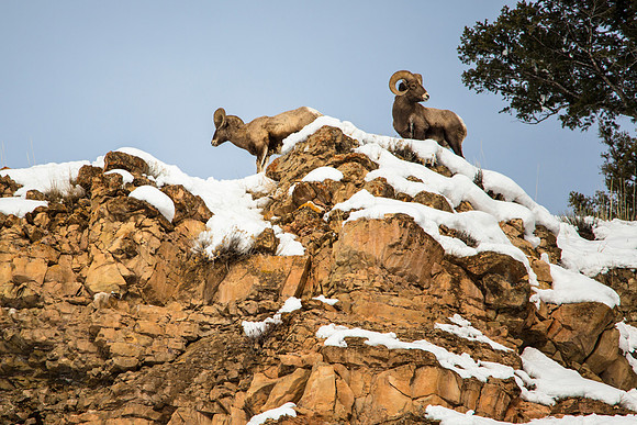 Rams on the Ridge