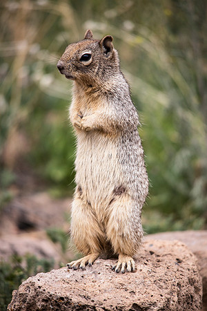 Rock Squirrel