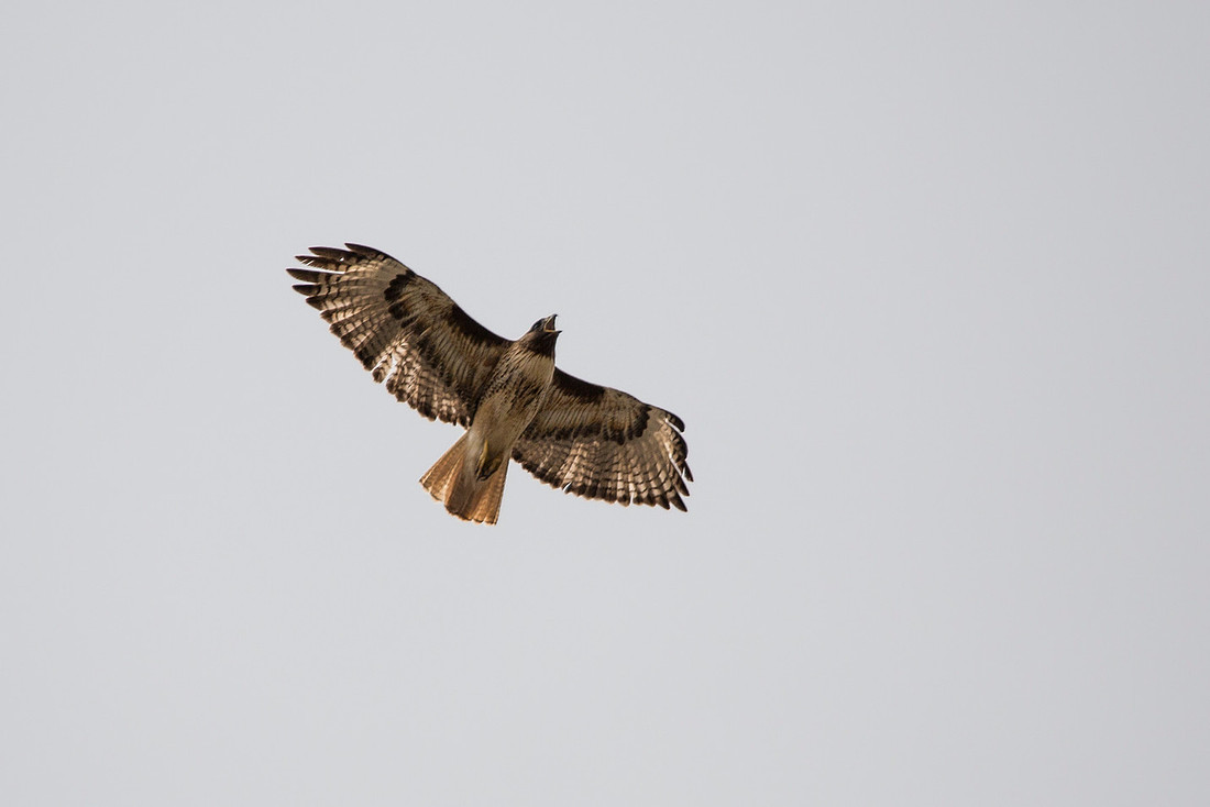 Red-tailed Hawk - Buteo jamaicensis