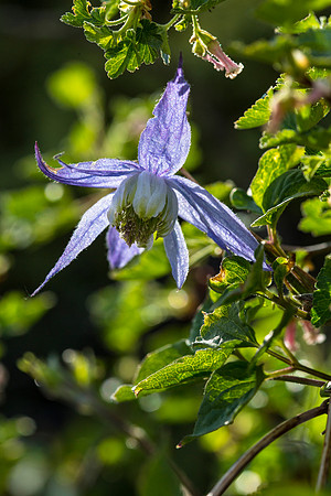 Blue Clematis - Clematis occidentalis
