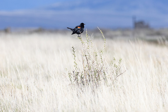Red-winged blackbird (Agelaius phoeniceus)