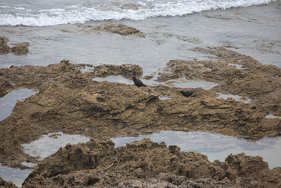 20190320-Australia-0030