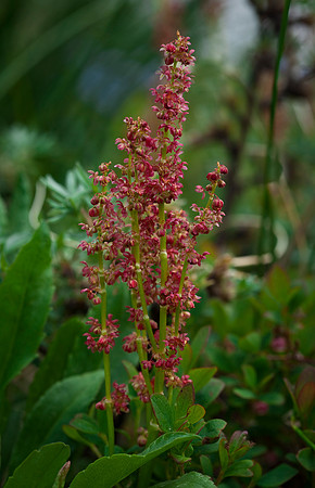 Sheep Sorrel - Rumex acetosa ssp. alpestris