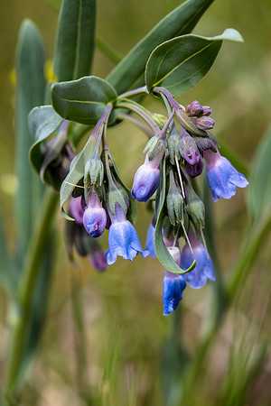 Chiming Bells - Mertensia ciliata
