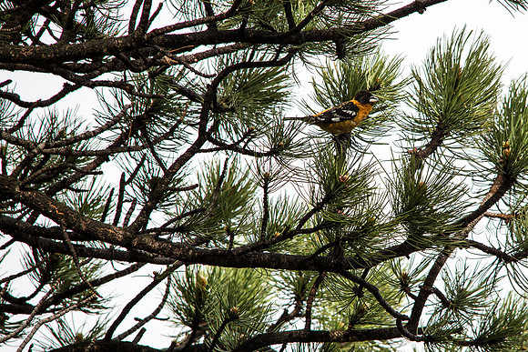 Black-headed Grosbeak (2) - Pheucticus melanocephalus