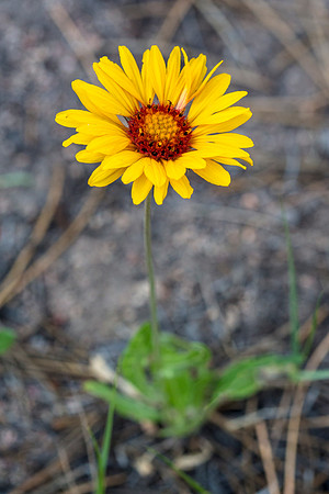 Brown-eyed Susan - Gaillardia aristata