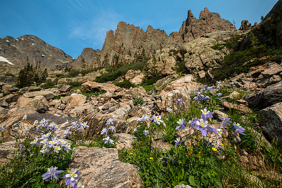 Columbines and Fins