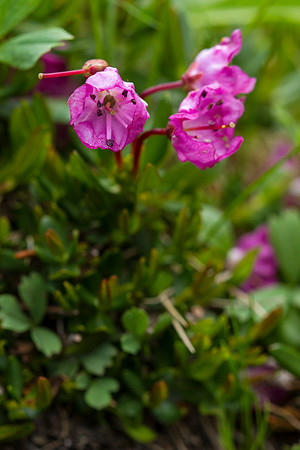 Bog-laurel - Kalmia microphylla