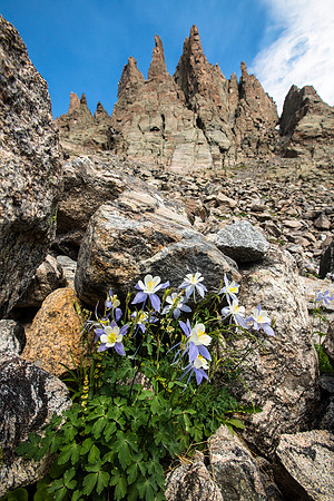Columbines and Sharktooth Ridge Portrait