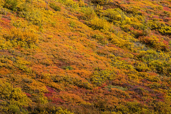 denali