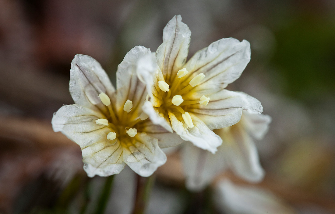 Alp Lily - Lloydia serotina
