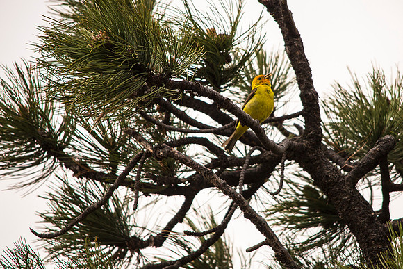 Western Tanager - Piranga ludoviciana