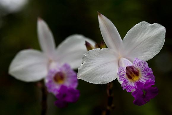 Bamboo Orchids