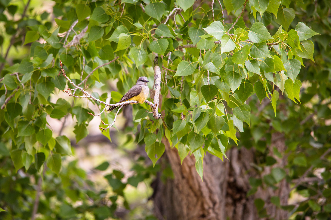 Western Kingbird (3) - Tyrannus verticalis