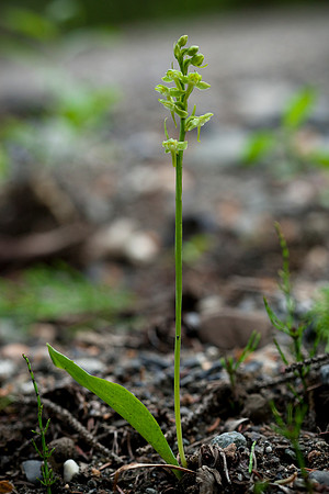 One-leaf Rein Orchid - Platanthera obtusata