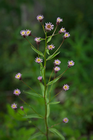 Fleabane Daisy - Erigeron acris